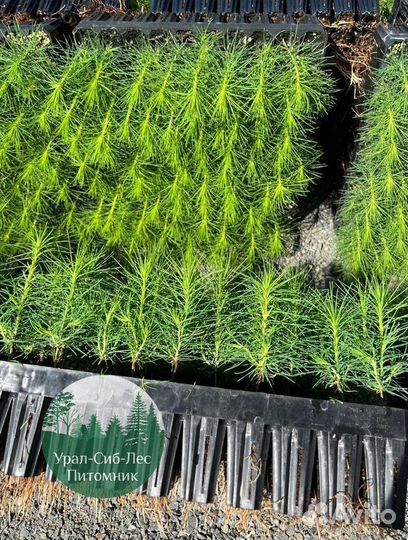 Сеянцы зкс Сосна окс Ель Лиственница Горная