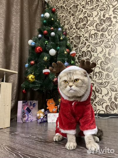 Шотландский вислоухий кот вязка