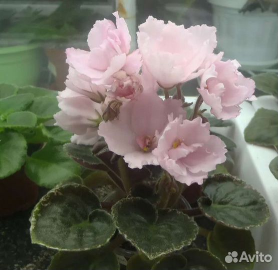 Сортовые фиалки мини