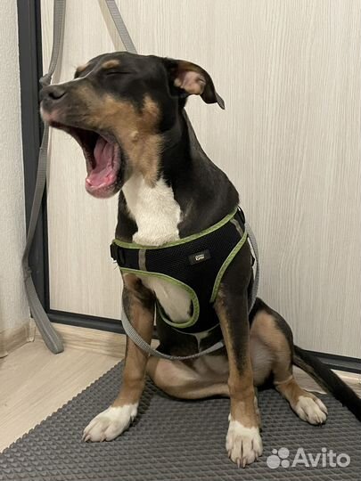 Стаффорд девочка триколор