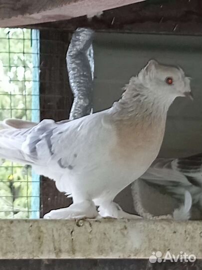 Голуби такла