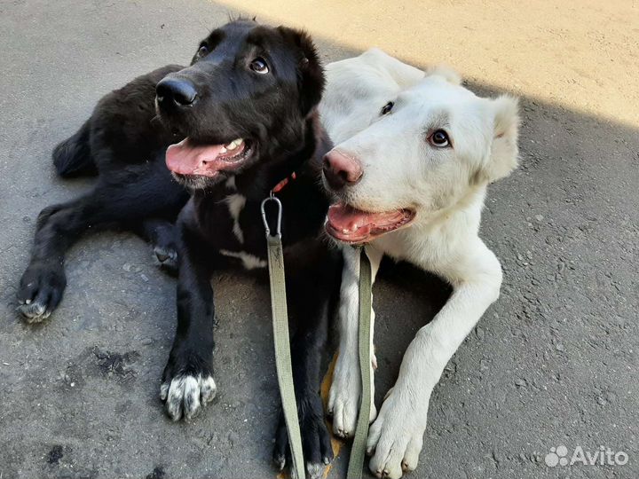 Кинолог зоопсихолог