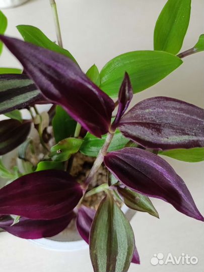 Набор традесканций