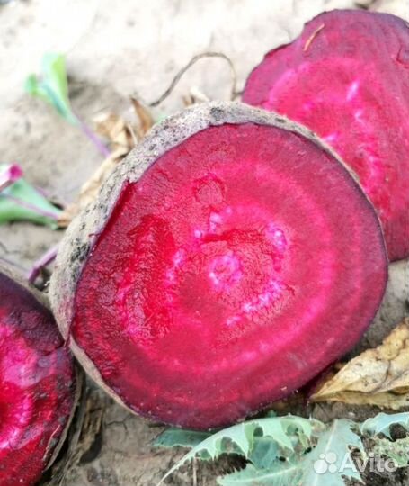 Свекла оптом