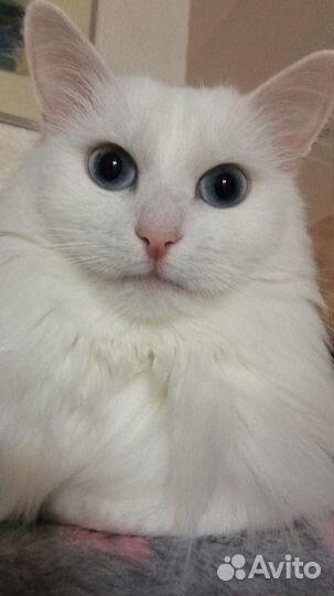 Отдам котиков