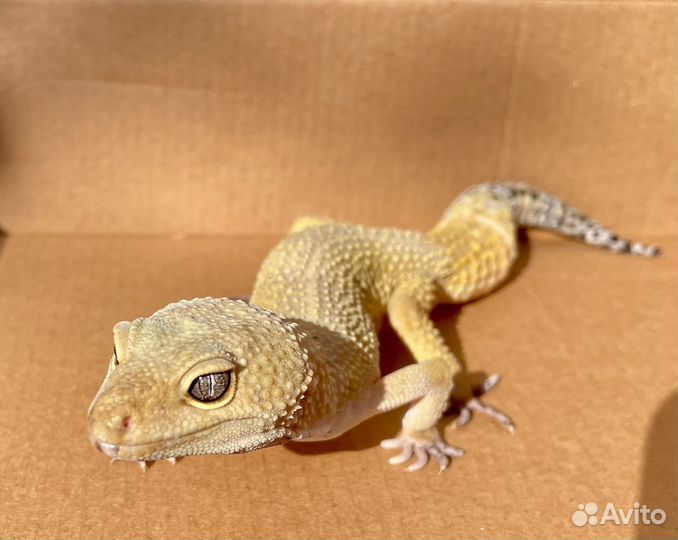 Эублефар Super Hypo Tangerine самец