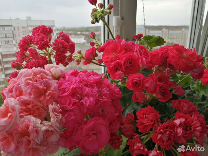 Пеларгония