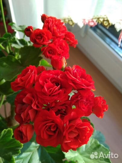 Пеларгония (герань), цветущая розами сортовая