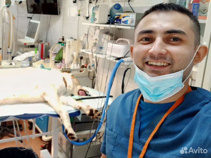 Ветеринарный врач