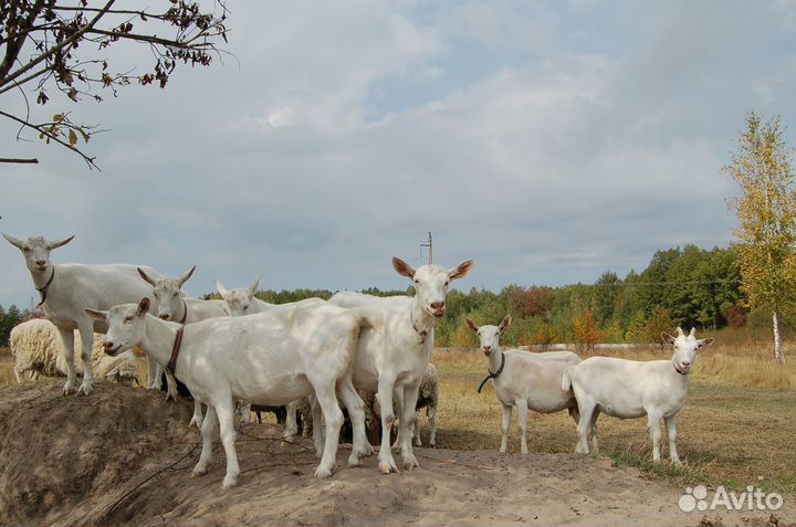 Молоко и молочные продукты
