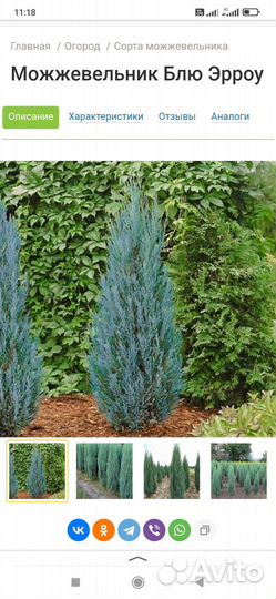 Можжевельник 