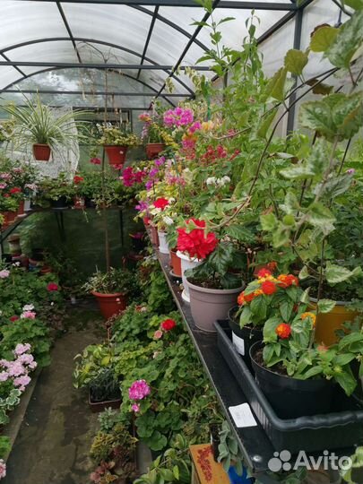 Комнатные цветы