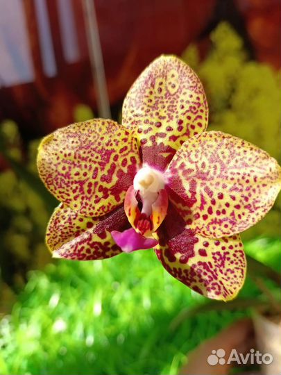 Орхидея фаленопсис