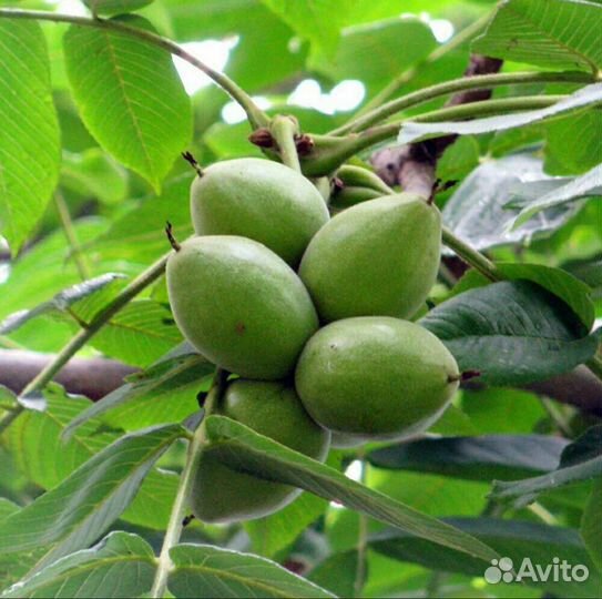 Саженцы Дуб, маньчжурский орех