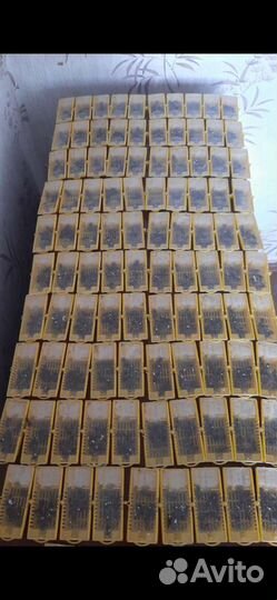 Пчеломатки