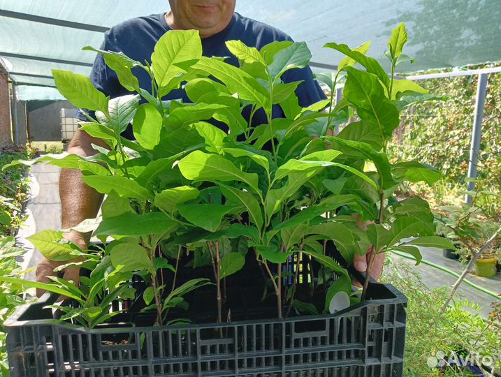 Саженцы магнолии