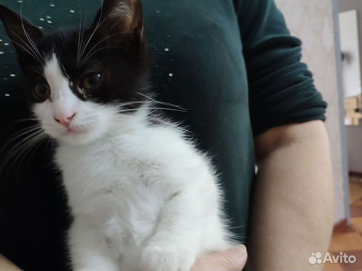 В добрые руки