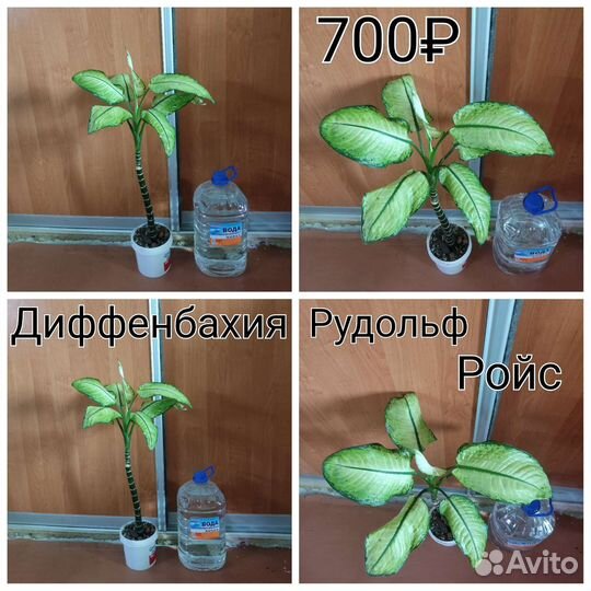 Разные растения