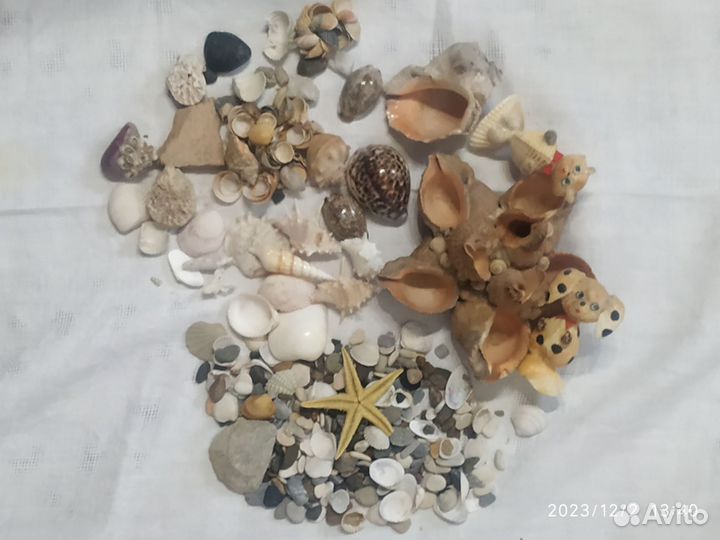 Ракушки разные