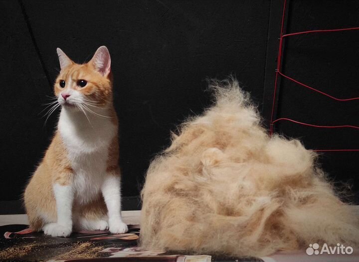 Вычесывание и Стрижка кошек с Выездом