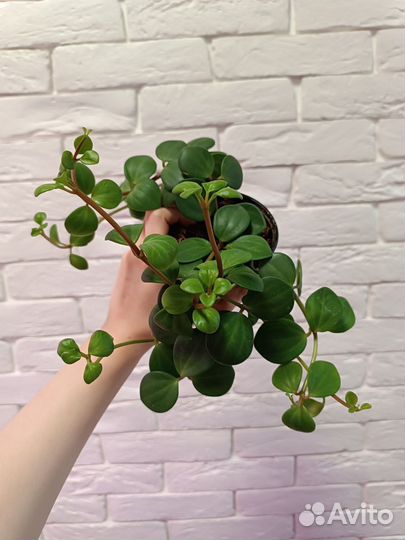 Пеперомия Хоуп монетолистная