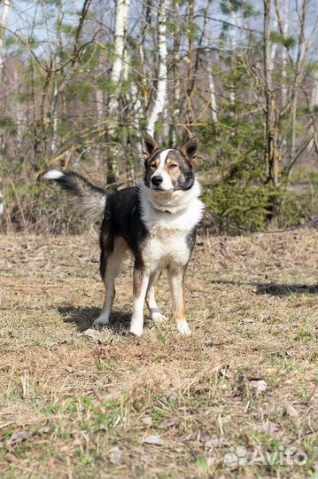 Теодор, лучший друг