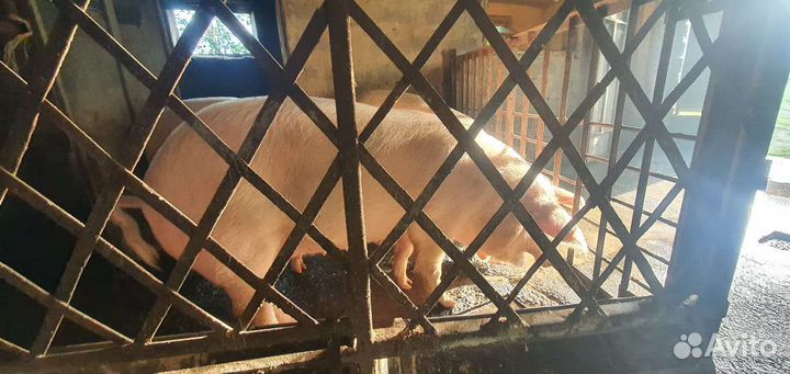 Свиньи живым весом