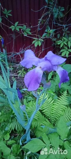 Ирисы бородатые