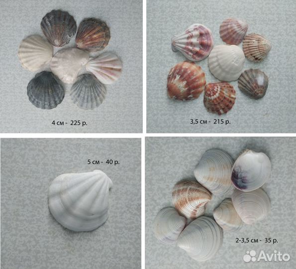 Морские раковинв