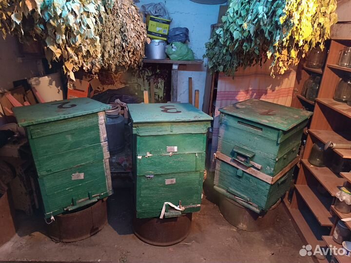 3 семьи пчел с уликами