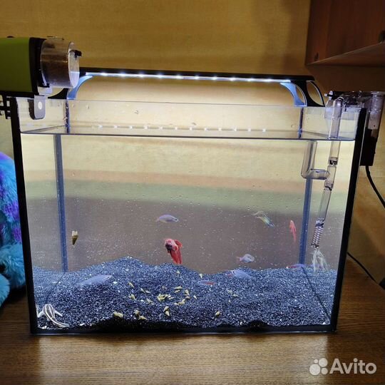 Аквариум с рыбами