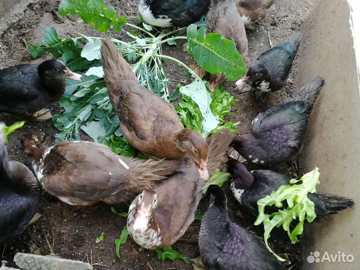 Индоутка мускусная утка