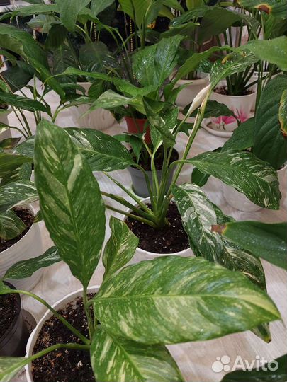 Спатифиллум