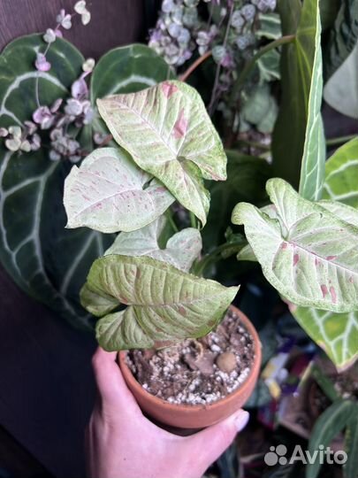 Сингониум конфетти Милк