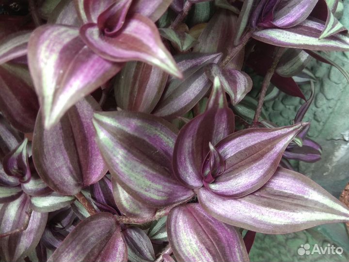 Традесканция Леди Сильвер и тайская Дисколор