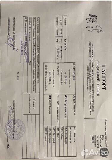 Жеребец орловский рысак