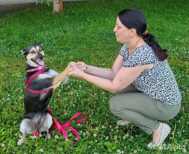 Собака в добрые руки