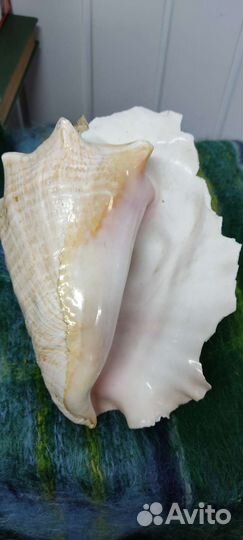 Большая морская раковина