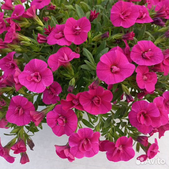 Вегетативная калибрахоа