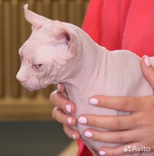 Канадский сфинкс эльф вязка