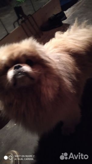 Пекинес в добрые руки