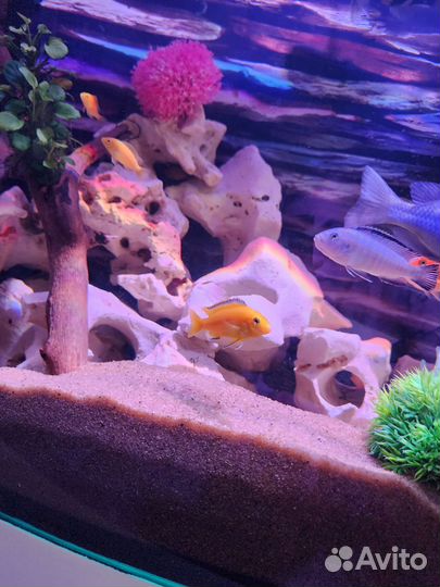 Аквариумные рыбки цихлиды