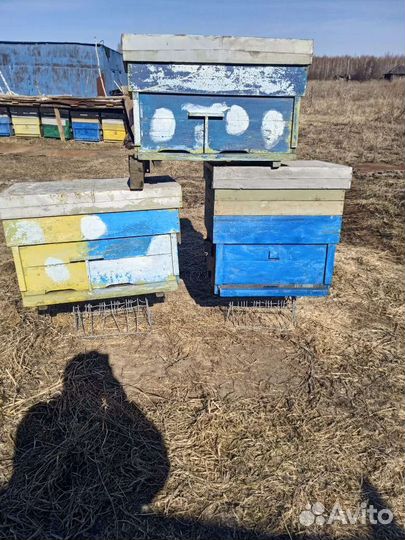 Продам ульи для пчел