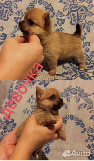 Щенки чихуахуа