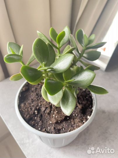 Толстянка, денежное дерево