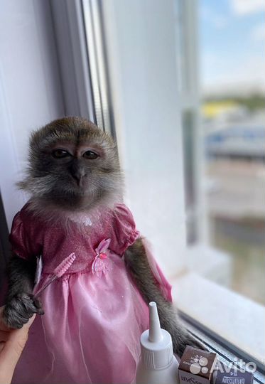 Обезьянка на праздник