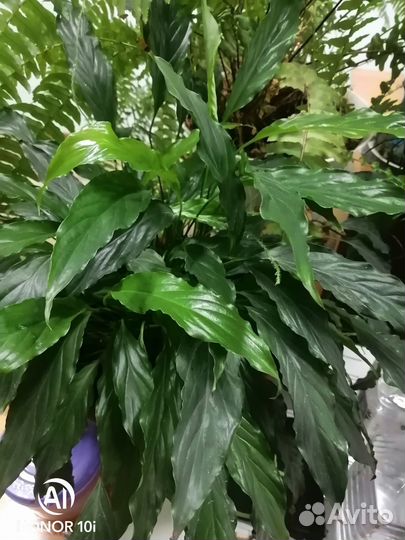 Спатифиллум