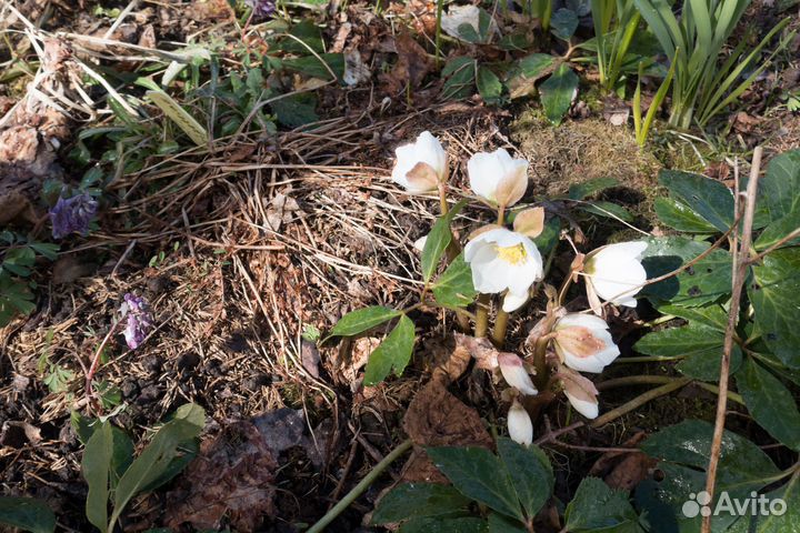 Цветы для сада