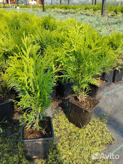 Хвойные растения