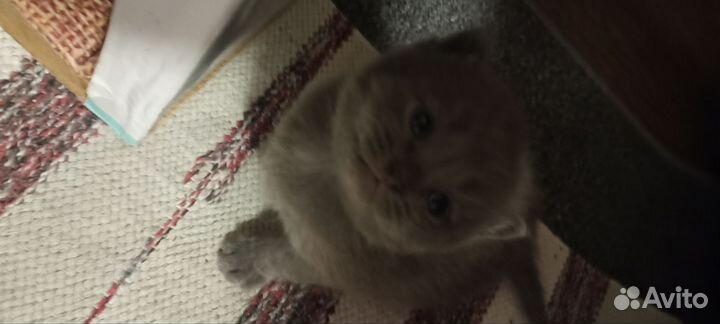 Котята